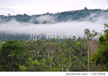 Amazon, View of the tropical rainforest, Ecuador 12679998