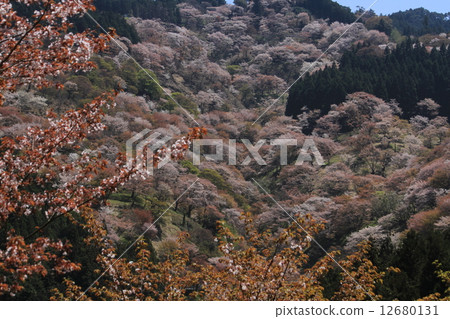 奈良縣吉野市Abo Chiba Sakura Valley 奈良縣吉野市Abo Chiba Sakura Valley 12680131