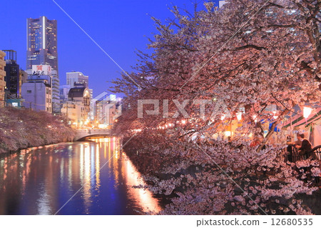 Yokohama Ooka River night cherry tree 12680535