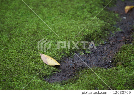 Moss and fallen leaves 12680709