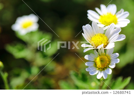 Endangered plant Oshima Jujigik Endangered type II (VU) 12680741