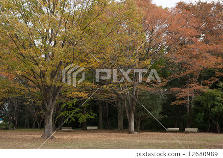 秋天的景色 12680989