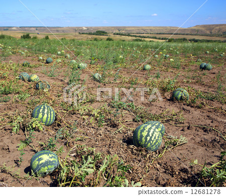Watermelons in field 12681278