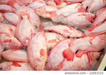 Nile tilapia Nile tilapia 12681525