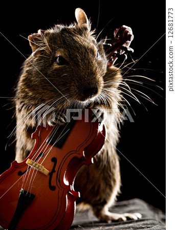 degu mouse playing cello 12681773