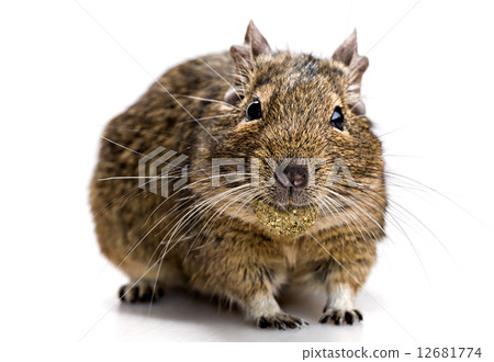 degu mouse with pet food in the mouth degu mouse with pet food in the mouth 12681774