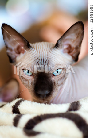 Sphynx cat 12681989