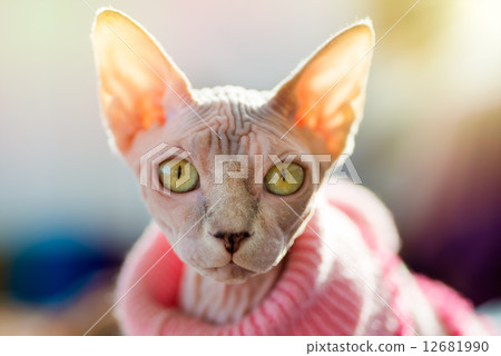 Sphynx cat 12681990