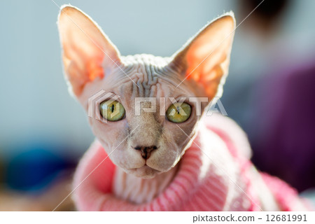 Sphynx cat 12681991