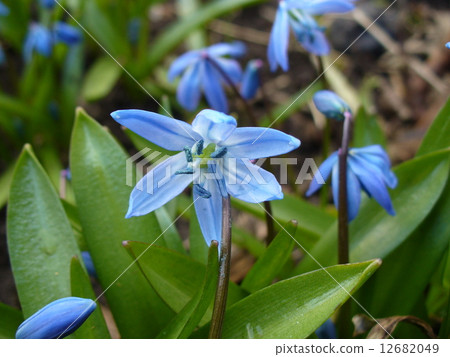 Wood squill (Scilla siberica) flower 12682049