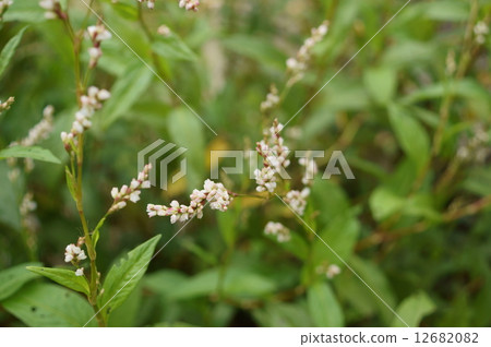 I Itadade Tadei Ai indigo Tate Tatei Polygonum tinctorium 12682082