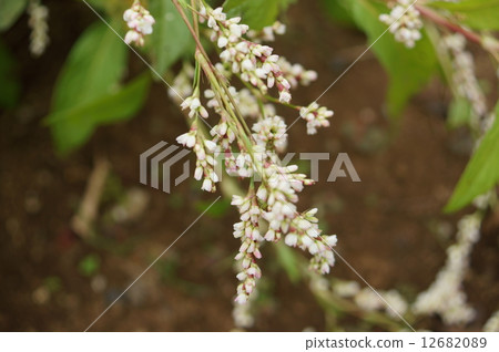 I Itadade Tadei Ai indigo Tate Tatei Polygonum tinctorium 12682089