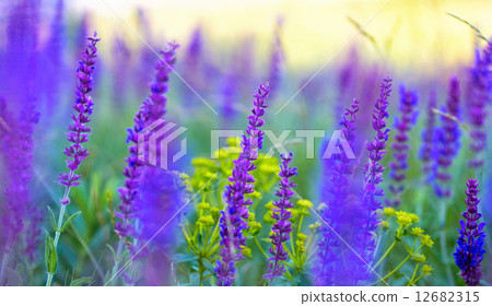 salvia 12682315