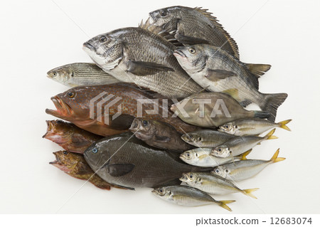 Collection of fishing fish 12683074