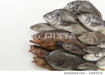 Collection of fishing fish 12683078