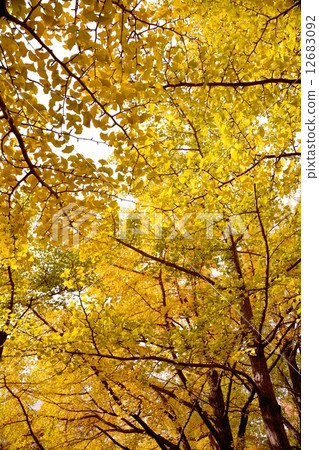 Gingko's yellow leaves 12683092