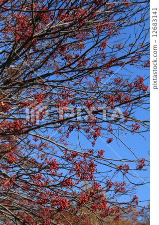 autumn autumn 12683141