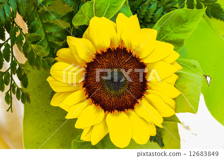 Sunflowers Sunflowers 12683849