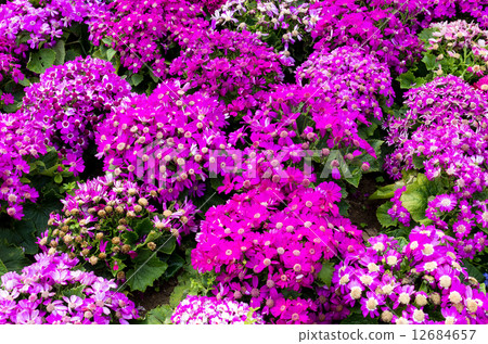 Senecio flower field Senecio flower field 12684657