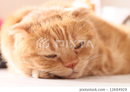 貓睡不好 12684929