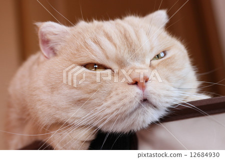 貓臉變形 12684930