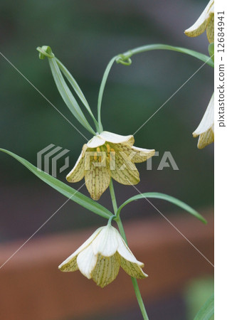 There seems to be a lot of things called bungeira lily shell mother (bait). 12684941