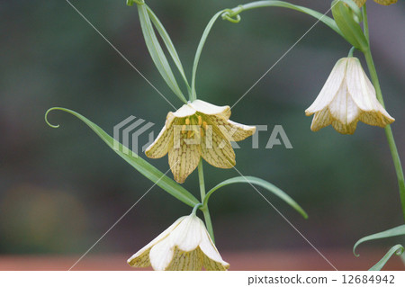 There seems to be a lot of things called bungeira lily shell mother (bait). There seems to be a lot of things called bungeira lily shell mother (bait). 12684942