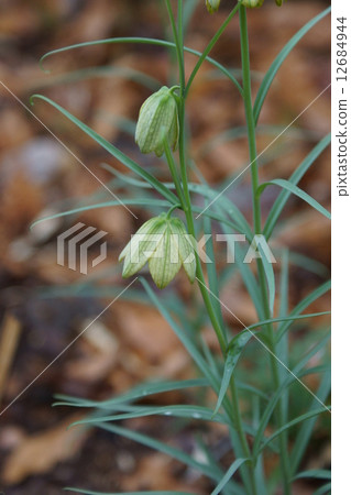 There seems to be a lot of things called bungeira lily shell mother (bait). 12684944