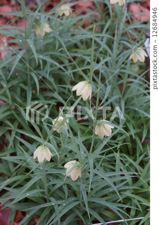 There seems to be a lot of things called bungeira lily shell mother (bait). 12684946