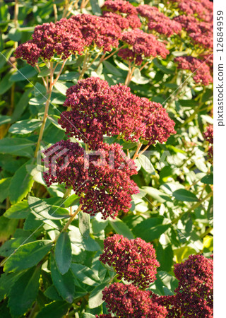 Crassula blossom Crassula blossom 12684959