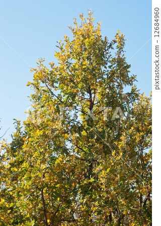 Green - yellow branches oak and blue sky Green - yellow branches oak and blue sky 12684960
