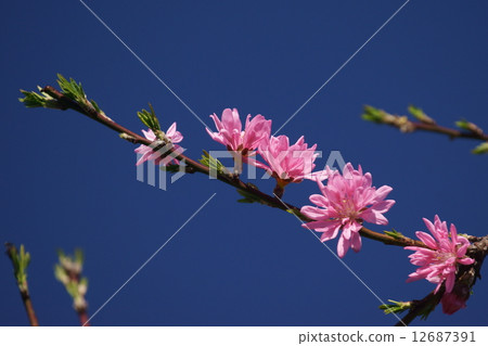 My name is Chikamo, my name is Genji. 12687391