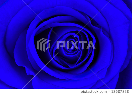 Close-up of a bright blue rose Close-up of a bright blue rose 12687828