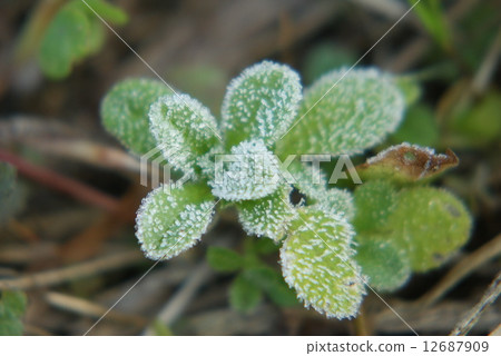 秋天的早晨 12687909