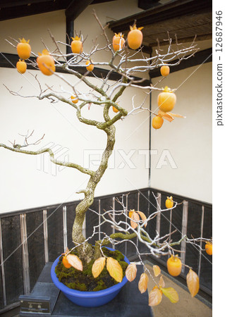 Persimmon bonsai - Stock Photo [12687946] - PIXTA