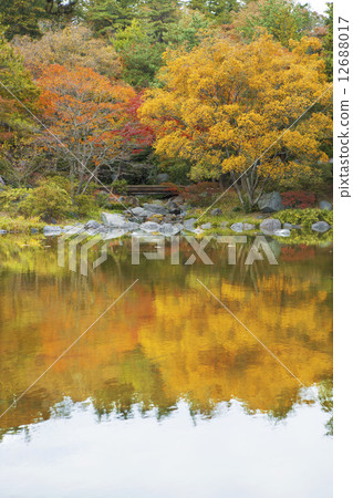 Autumn leaves of Showa Memorial Park 12688017