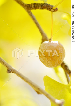 Ginkgo Ginkgo 12688086