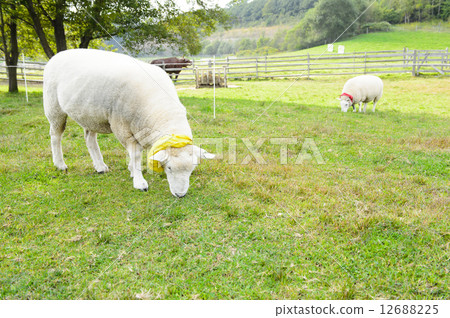 A sheep A sheep 12688225