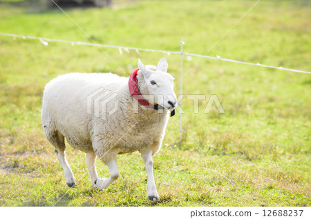 A sheep 12688237