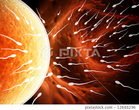 Spermatozoons, floating to ovule 12688296