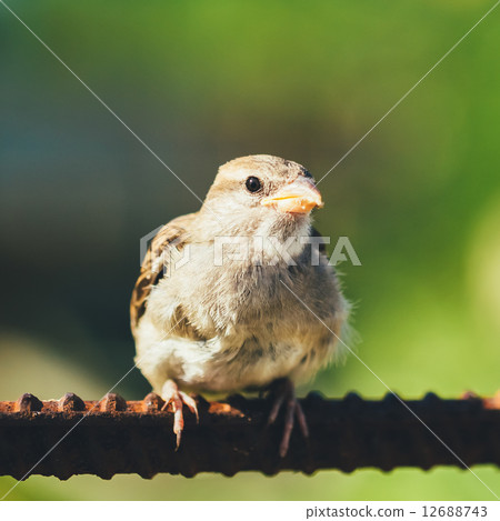 House Sparrow (Passer Domesticus) On Fence 12688743