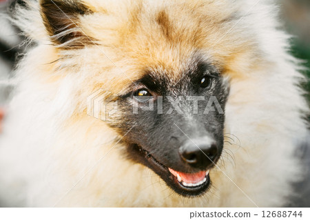 Gray Keeshound, Keeshond, Keeshonden Dog (German Spitz) Wolfspit 12688744