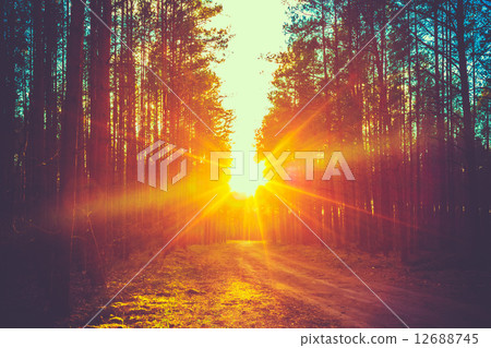 Forest Road Sunset Sunbeams Forest Road Sunset Sunbeams 12688745
