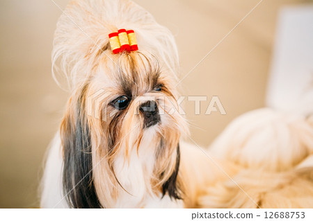 Cute Shih Tzu White Toy Dog 12688753
