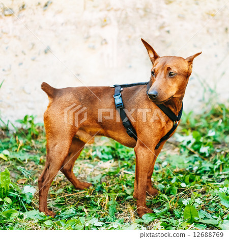 Brown Dog Miniature Pinscher Head Brown Dog Miniature Pinscher Head 12688769