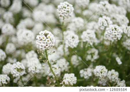 Alyssum 12689384