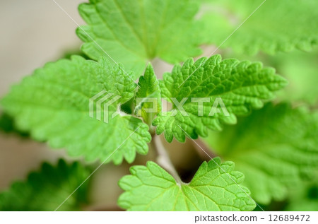 Herbs 12689472