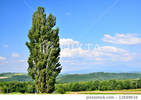 希爾鎮美瑛 希爾鎮美瑛 12689616