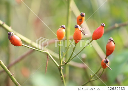 Rose hip Rose hip 12689683