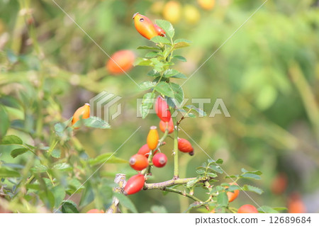 Rose hip Rose hip 12689684